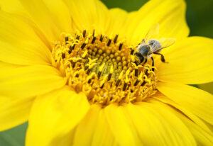 Bee on a sunflower